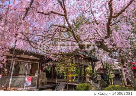 京都水火天満宮 しだれ桜 京都水火天満宮 しだれ桜 140062081