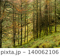 Natural woodland landscape showcasing the rich tapestry of fall colors with textured trees and lush undergrowth. 140062106