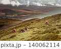 Sheep graze on a hillside with a forested valley in the background. 140062114