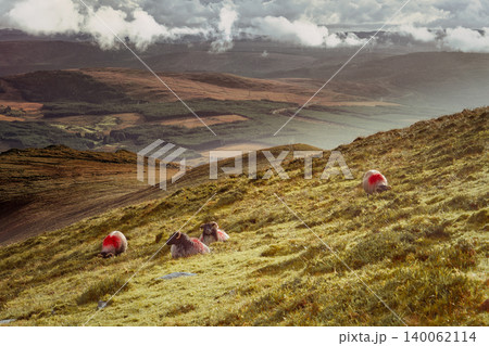 Sheep graze on a hillside with a forested valley in the background. 140062114