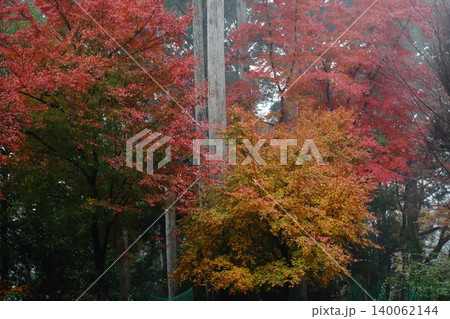 神護寺の紅葉 神護寺の紅葉 140062144