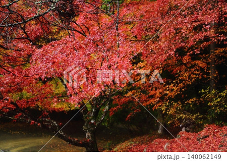 神護寺の紅葉 神護寺の紅葉 140062149