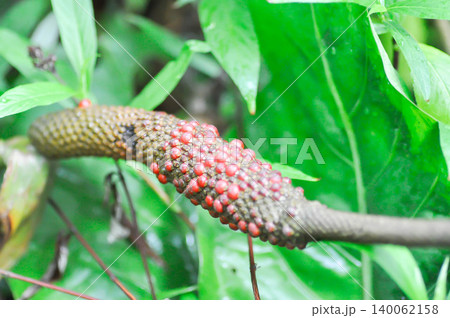 Anthurium Renaissance or ARACEAE or Anthurium Renaissance flower or seed or Anthurium Renaissance fruit Anthurium Renaissance or ARACEAE or Anthurium Renaissance flower or seed or Anthurium Renaissance fruit 140062158