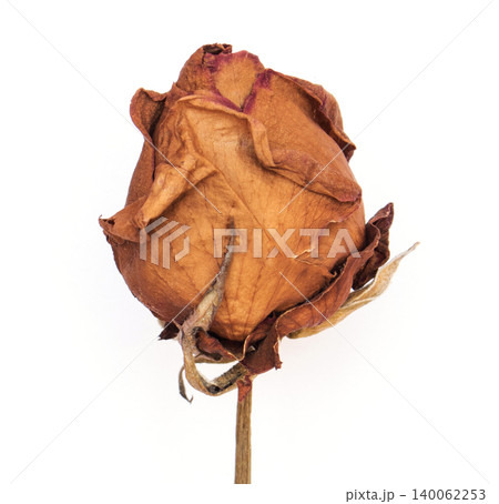 top view Close-up withering roses on white background top view Close-up withering roses on white background 140062253