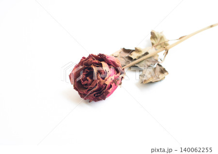 top view Close-up withering roses on white background top view Close-up withering roses on white background 140062255