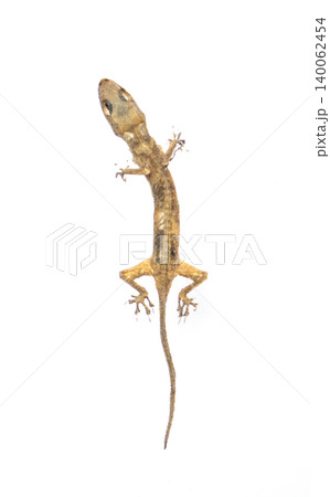 death lizard skeleton on white background 140062454