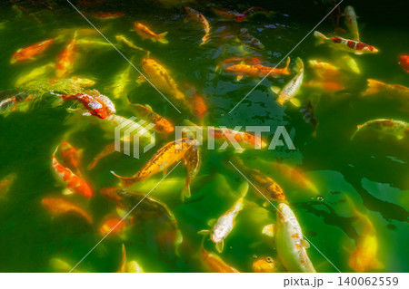 Koi Carp Swimming in Green Pond Water 140062559