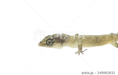 lizard on white background with copy space lizard on white background with copy space 140062632