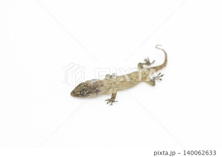 lizard  on white background with copy space 140062633