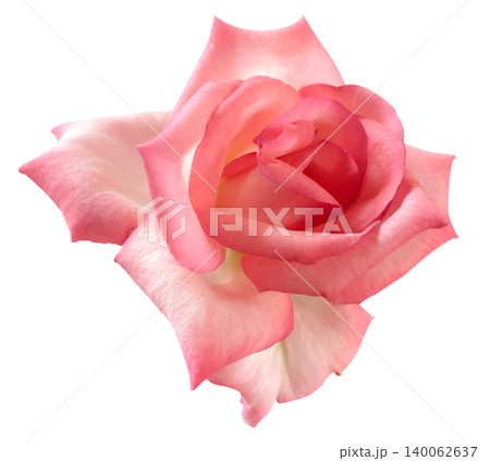 Close-up Roses isolated on white background Close-up Roses isolated on white background 140062637