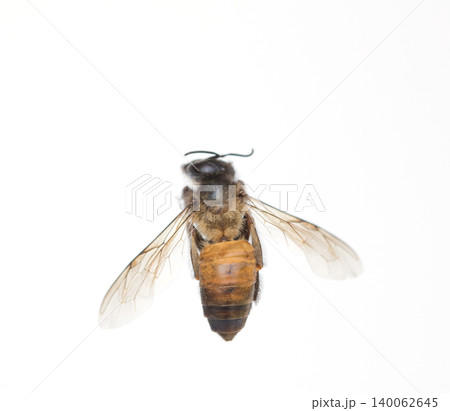 Close up bee isolated on white background Close up bee isolated on white background 140062645