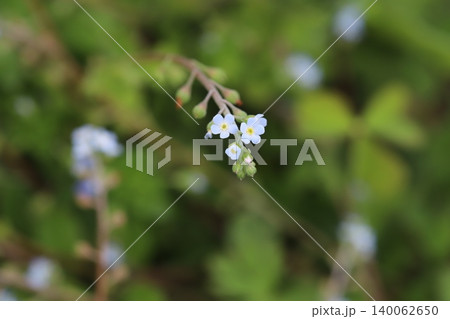 春の道端に咲く水色の極小さなキュウリグサの花 春の道端に咲く水色の極小さなキュウリグサの花 140062650