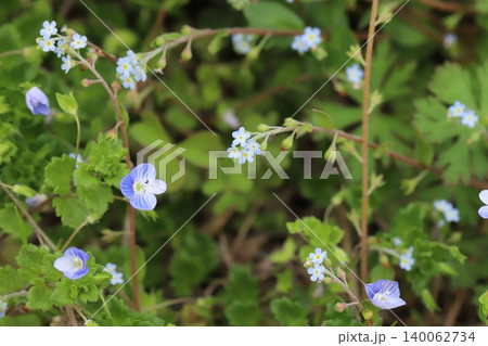 春の道端に咲く水色の小さなキュウリグサの花とオオイヌノフグリの花 春の道端に咲く水色の小さなキュウリグサの花とオオイヌノフグリの花 140062734