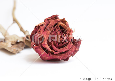 withering red roses isolated on white background withering red roses isolated on white background 140062763