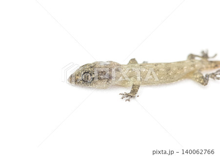 lizard  on white background with copy space 140062766