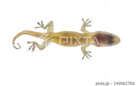 lizard  on white background with copy space 140062768