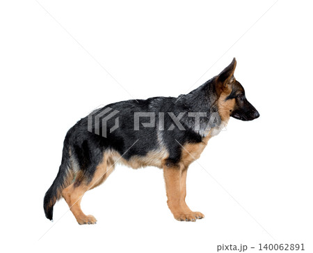 German Shepherd Dog isolate white background German Shepherd Dog isolate white background 140062891