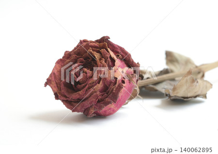 withering red roses isolated on white background withering red roses isolated on white background 140062895
