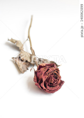 Close-up withering red roses on white background Close-up withering red roses on white background 140062899