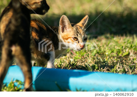 The calico kitten is walking around in the lawn. 140062910