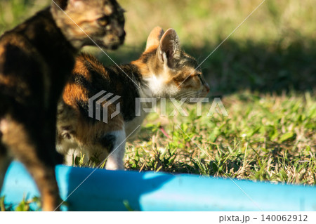 The calico kitten is walking around in the lawn. The calico kitten is walking around in the lawn. 140062912