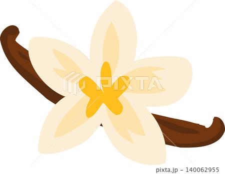 Vanilla orchid flower with vanilla beans tropical botanical Vanilla orchid flower with vanilla beans tropical botanical 140062955
