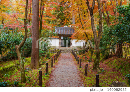 紅葉に包まれた参道 地蔵院 紅葉に包まれた参道 地蔵院 140062985
