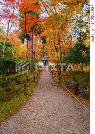 紅葉に包まれた参道 地蔵院 140062987