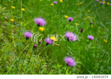 道のそばにある法面に咲く野アザミの花 道のそばにある法面に咲く野アザミの花 140063074