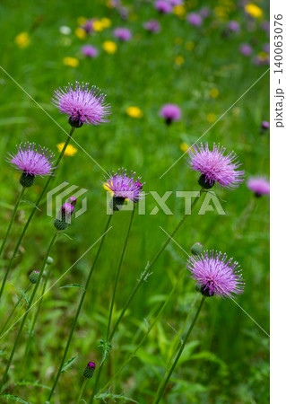 道のそばにある法面に咲く野アザミの花 道のそばにある法面に咲く野アザミの花 140063076