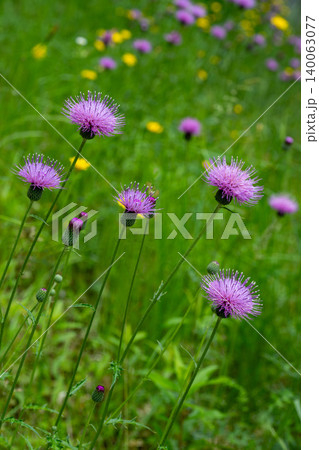 道のそばにある法面に咲く野アザミの花 道のそばにある法面に咲く野アザミの花 140063077