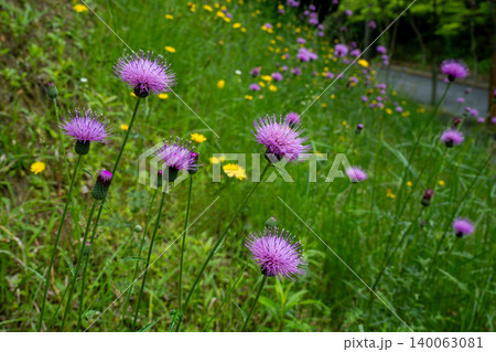 道のそばにある法面に咲く野アザミの花 道のそばにある法面に咲く野アザミの花 140063081