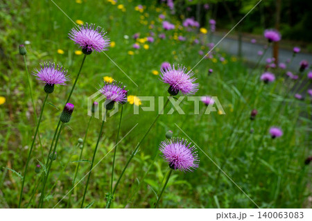 道のそばにある法面に咲く野アザミの花 道のそばにある法面に咲く野アザミの花 140063083