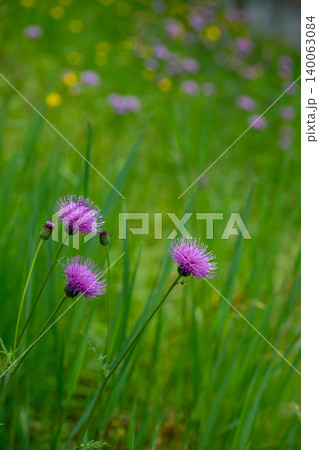 道のそばにある法面に咲く野アザミの花 道のそばにある法面に咲く野アザミの花 140063084