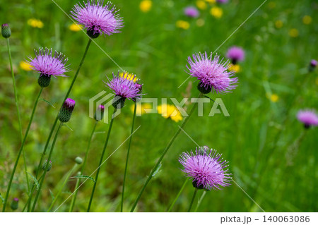 道のそばにある法面に咲く野アザミの花 道のそばにある法面に咲く野アザミの花 140063086
