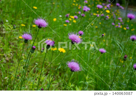 道のそばにある法面に咲く野アザミの花 道のそばにある法面に咲く野アザミの花 140063087