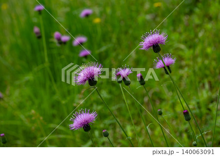 道のそばにある法面に咲く野アザミの花 道のそばにある法面に咲く野アザミの花 140063091