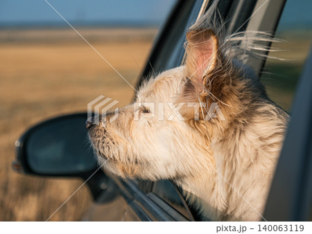 Happy dog enjoys ride with head out car window during road trip on a sunny afternoon 140063119