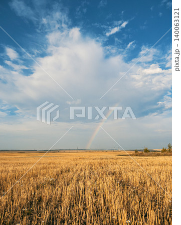 A large golden wheat field stretches to the horizon under a bright blue sky with fluffy white clouds 140063121