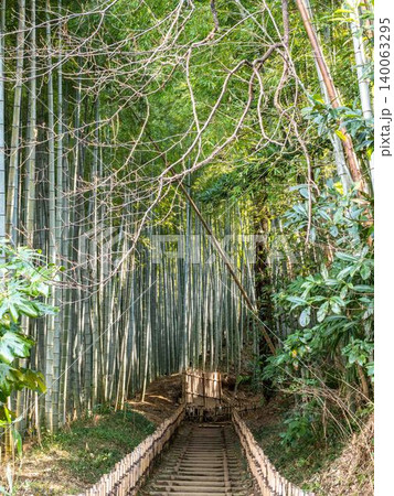 竹林の小径を通る鉄道 竹林の小径を通る鉄道 140063295