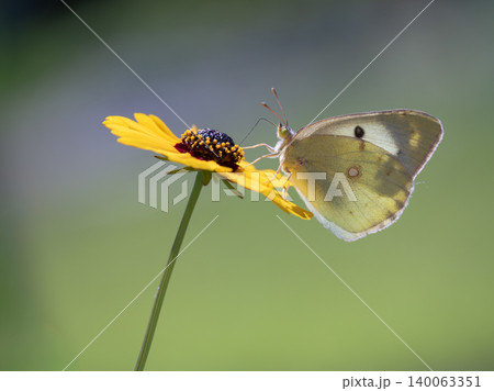キンケイギクの蜜を吸うモンキチョウ キンケイギクの蜜を吸うモンキチョウ 140063351