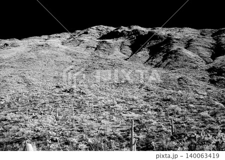 Old Saguaro Cactus Sonora desert Arizona in Black and White Old Saguaro Cactus Sonora desert Arizona in Black and White 140063419