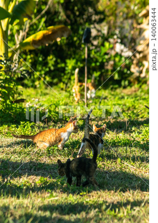 The calico kitten is walking around in the lawn. 140063444