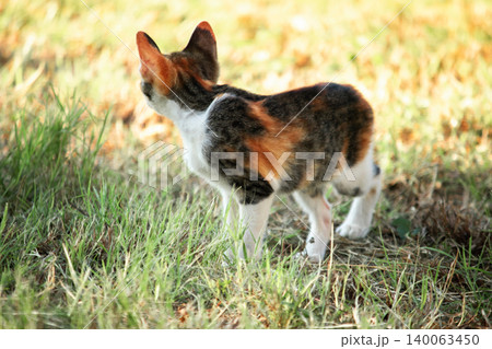 The calico kitten is walking around in the lawn. The calico kitten is walking around in the lawn. 140063450