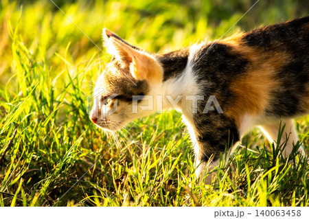 The calico kitten is walking around in the lawn. The calico kitten is walking around in the lawn. 140063458