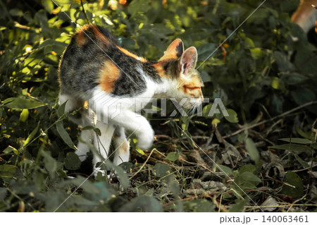 The calico kitten is walking around in the lawn. 140063461