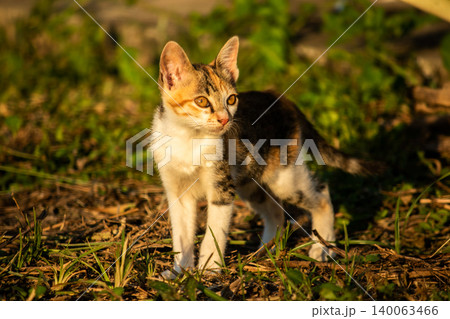 The calico kitten is walking around in the lawn. The calico kitten is walking around in the lawn. 140063466