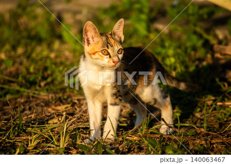 The calico kitten is walking around in the lawn. The calico kitten is walking around in the lawn. 140063467