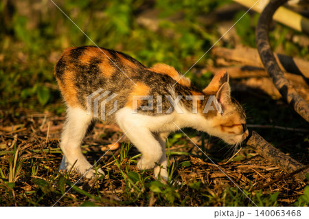 The calico kitten is walking around in the lawn. 140063468