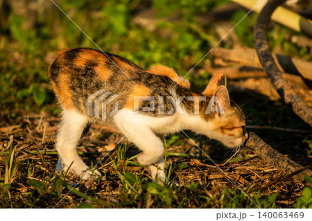 The calico kitten is walking around in the lawn. 140063469